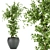 Ficus Leaf - Indoor Plant Collection Vol 299 3D model small image 2