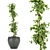 Ficus Leaf - Indoor Plant Collection Vol 299 3D model small image 3