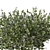 Beautiful Vinca Major Plant Set (3 Plants) 3D model small image 5