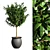 Large Arboricola Bush | 800x800x1400mm 3D model small image 1