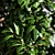 Large Arboricola Bush | 800x800x1400mm 3D model small image 2