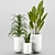 Indoor Houseplant Set: 4 Varieties 3D model small image 1