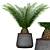 Evergreen Tree Set: Spruce, Mandarin, Bonsai, Cycad 3D model small image 2