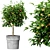 Evergreen Tree Set: Spruce, Mandarin, Bonsai, Cycad 3D model small image 3