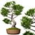 Evergreen Tree Set: Spruce, Mandarin, Bonsai, Cycad 3D model small image 4