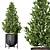 Evergreen Tree Set: Spruce, Mandarin, Bonsai, Cycad 3D model small image 5