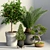 Evergreen Tree Set: Spruce, Mandarin, Bonsai, Cycad 3D model small image 6
