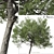 Boomerang Wattle: Set of 2 Acacia Trees 3D model small image 1
