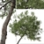 Boomerang Wattle: Set of 2 Acacia Trees 3D model small image 5