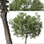 Boomerang Wattle: Set of 2 Acacia Trees 3D model small image 6