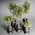 Urban Jungle: 30 Indoor Plants 3D model small image 2