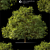 Lindera Megaphylla: 12m Landscape Tree 3D model small image 1