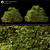 Lindera Megaphylla: 12m Landscape Tree 3D model small image 2