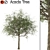 Elegant Acacia Tree (Vray & Corona) 3D model small image 1