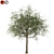 Elegant Acacia Tree (Vray & Corona) 3D model small image 2