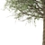 Elegant Acacia Tree (Vray & Corona) 3D model small image 3
