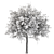 Elegant Acacia Tree (Vray & Corona) 3D model small image 4