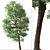  Italian Alder Tree: Beautiful & Hardy 3D model small image 5