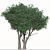 Paperbark Melaleuca Tree Set (2 Trees) 3D model small image 3
