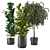  3D Indoor Plants Collection - Set 206 3D model small image 1