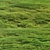 Scattered Grass Patterns 3D model small image 5