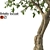 Bristly Locust Tree: Erosion Control 3D model small image 3