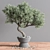 Mini Bonsai Tree - 3D Plant Model 3D model small image 2