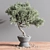 Mini Bonsai Tree - 3D Plant Model 3D model small image 4