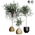 Indoor Plant Collection: 33 Varieties 3D model small image 1