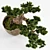 Artisanal Bonsai Pinus Sylvestris 3D model small image 3