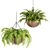 Hanging Plant Collection: Stylish PBR Creations 3D model small image 4