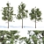 Evergreen Pine Trees Collection Vol. 11 3D model small image 1