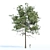 Evergreen Pine Trees Collection Vol. 11 3D model small image 4
