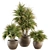 Tropical Bush in Vintage Pot - Indoor Plant Set 3D model small image 1
