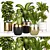 Indoor Plant Collection: Syngonium, Rubber Fig, Dieffenbachia, Dracaena, Aspidistra 3D model small image 1