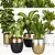 Indoor Plant Collection: Syngonium, Rubber Fig, Dieffenbachia, Dracaena, Aspidistra 3D model small image 2