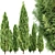 Real Trees Pack: Rocky Mountain, Chinensis Spartan, Taylor, Mediterranean Cypress 3D model small image 3