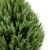 Real Trees Pack: Rocky Mountain, Chinensis Spartan, Taylor, Mediterranean Cypress 3D model small image 4