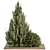 Pine Bush & Tree Set: Outdoor Greenery 3D model small image 1