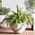 Indoor Oasis Plant Set 3D model small image 9