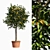 Citrus Delight: Fresh Kumquat Bushes 3D model small image 1