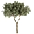 Broadleaf Tree Set - Spring, Fall, Green 3D model small image 2