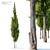 Juniperus Virginiana: Eastern Red Cedar 3D model small image 1