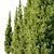Juniperus Virginiana: Eastern Red Cedar 3D model small image 2