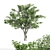  Majestic American Elm Tree 3D model small image 4