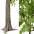 Black Locust Tree: Tall & Sturdy 3D model small image 2