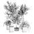 Indoor Plant Collection 38 3D model small image 5