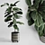 Ficus Rubber Plant in Handmade Pottery Vase 3D model small image 1