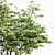 Hazel Spring Tree Collection 3D model small image 2