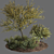 Evergreen Olive Tree: Beautiful and Healthy 3D model small image 1